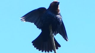 Male brownheaded cowbirds calling amp spreading wings [upl. by Neyrb714]