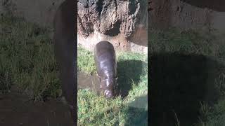 pygmy hippo enjoying a snack at the john ball zoo [upl. by Pugh655]