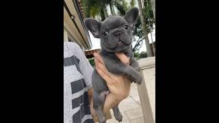 Tiny Maui❤️ dog frenchbulldog doglover puppy frenchie funnyfrenchies cutedog bulldog cute [upl. by Nilcaj315]