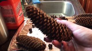 HOW TO CLEAN AND OPEN PINE CONES FOR HOLIDAY DECORATING 11119 [upl. by Ezri623]