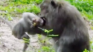 Why Baby Pigtail Monkey Always Gets Attack From Long Tail Monkeys Pigtail Baby Monkey Cry Loudly [upl. by Anauqed]