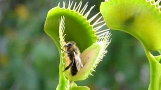 Venus flytrap eating a bee [upl. by Ybloc]