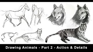 Drawing Animals for Beginners  Part 2  Action Foreshortening amp Details [upl. by Roscoe]