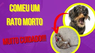 INTOXICAÇÃO DE CACHORRO POR RATO OU BARATA MORTA POR VENENO [upl. by Audette542]