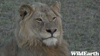 WildEarth  Sunrise Safari  26 January 2024 [upl. by Lliw]