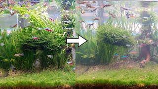 Be sure to plant tall aquatic plants in the back Green Day 12 [upl. by Beitch]