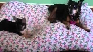 Chihuahua puppy barking at MinPin and talking back Sooo cute [upl. by Llertnov]