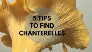 5 Tips to Find Chanterelles [upl. by Fortunio193]