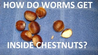 How to Get Rid of Worms in Chestnuts [upl. by Adaurd845]