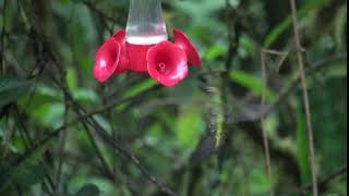 Colibri porteépée Ensifera ensifera Swordbilled Hummingbird [upl. by Yahsan]