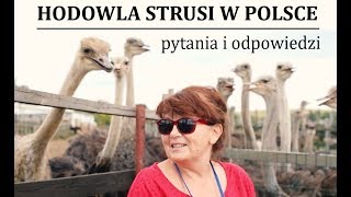 HODOWLA STRUSI W POLSCE  najczęściej zadawane pytania [upl. by Aimal]