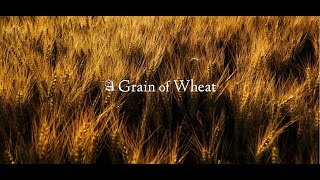 A Grain of Wheat [upl. by Naud]