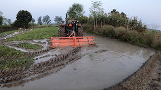 Maschio rotavator performance  Oryza  Puddling Rotavator performance  मास्कीओ रोटावेटर धान के लिए [upl. by Akeihsal]