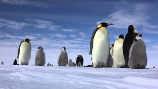 Emperor PENGUIN 皇帝ペンギン（南極大陸）4K UHD [upl. by Ellekcim35]