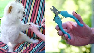 How to Use Dog Nail Clippers [upl. by Tuppeny]