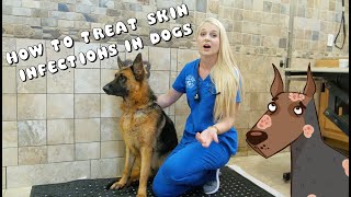 How to Treat Skin Infections in Dogs  Pyoderma [upl. by Dibbell]