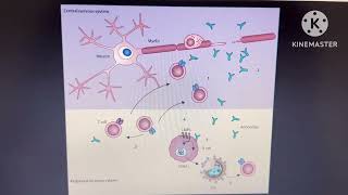 Glatiramer acetate  Multiple Sclerosis mechanism of action [upl. by Lada]