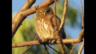 El Canto de la Aurora Glaucidium Brasilianum [upl. by Bough]