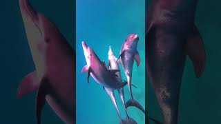 Dolphins mating Rare to watch [upl. by Nibbs]