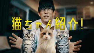 猫ちゃん紹介動画！ [upl. by Zedecrem]