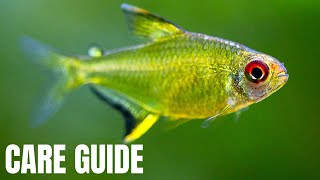 Lemon Tetra Care and Breeding Guide  How To Care For And Breed Hyphessobrycon pulchripinnis [upl. by Eamon]