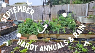 September Allotment  Sowing hardy annuals in the rain [upl. by Eamaj397]