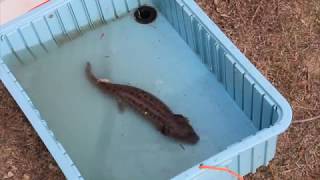 Detroit Zoological Society  Mudpuppies [upl. by Notslar]