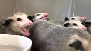 Opossums eating bananas [upl. by Shannan587]