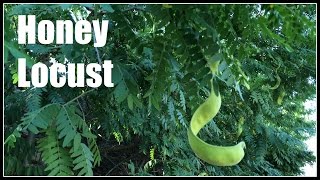 Honey Locust Gleditsia triacanthos  Ninja Gardening  Episode 31 [upl. by Anez]