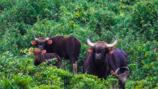 Bison Herd [upl. by Ranice]