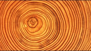 Introduction to Dendrochronology [upl. by Airdnas]