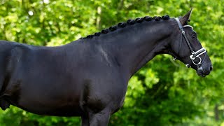 FURSTENBALL STALLION REVIEW [upl. by Ainnat]