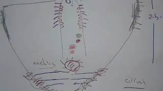 Fasciola hepatica and F Gigantica [upl. by Cogan]