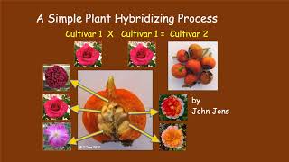 A Simple Plant Hybridization Process [upl. by Aihsram]