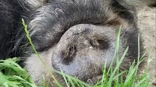 WHAT SOUND PIG MAKES WHAT IS THE SOUND OF A PIG LISTEN TO PIG EATING AND SNORING SOUNDS FARM [upl. by Randolf356]