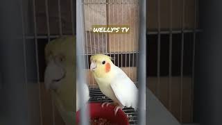 Lutino cockatiel male singingcourting sound [upl. by Jochbed]