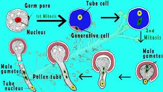 Microgametogenesis  Germination of pollen grain amp Development of male gametes in plants Animated [upl. by Neilla]