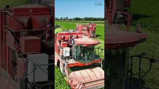 Récolte haricots verts 2024 avec la SARL JPBM 🟡🟢agriculturalmachinery tracteur 2024 haricots [upl. by Dar]