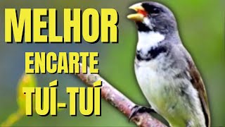 🟢MELHOR CANTO TUI TUI PARA ENCARTE🟢🟢 TURBINE SEU PARDO 🟢 [upl. by Bunow]