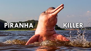 Amazon River Dolphins Pink Freshwater Dolphins That Eat Piranhas [upl. by Romina475]