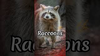 Raccoons Unmasked🦝The Truth Behind Their Food Washing Ritual 🦝💦shorts  facts vetriedits369 [upl. by Farrah]