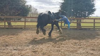 Spooked Horse Launches Rider Off Its Back [upl. by Aziaf]