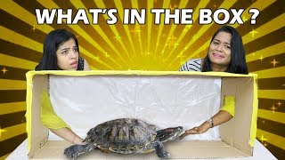 Whats in The BOX Challenge  LIVE ANIMALS [upl. by Eelrak11]