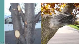 How to Prune Landscape Trees and Shrubs [upl. by Lorimer]