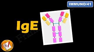 IgE  Structure Properties and Functions FLImmuno41 [upl. by Violet]