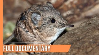 Eurasian Water Shrew  The Tiny Predator  Full Documentary [upl. by Idden]