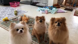 Pomeranian puppies are barking for treats Cute and adorable [upl. by Farrar703]