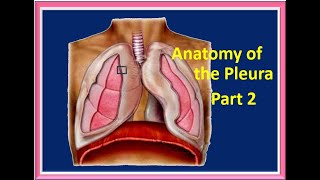 ANATOMY OF THE PLEURA PT 2 [upl. by Barbuto]