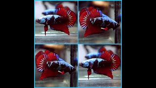 Betta Fish SUPER BLACK Blue Samurai RED WARRIOR Halfmoon Plakat Male T129 [upl. by Johansen685]