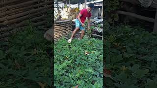 ulam sa umaga talbos Ng kamote buhayprobinsya simplengbuhayprobinsya [upl. by Aseeral]